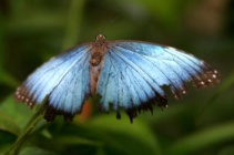 3. Ultralangstreckenlauf - Schmetterling