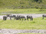 Kili[MAN] 2007 Zebras