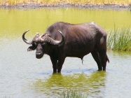 Kili[MAN] 2007 Büffel